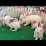 Rabbit Farming | Cute Baby #cute animals
