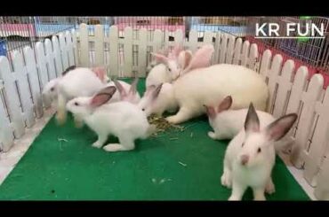 Rabbit Farming | Cute Baby #cute animals
