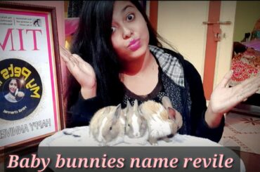 #petscare || Baby bunnies name reviled || bunnies cute names || baby's k namkaran