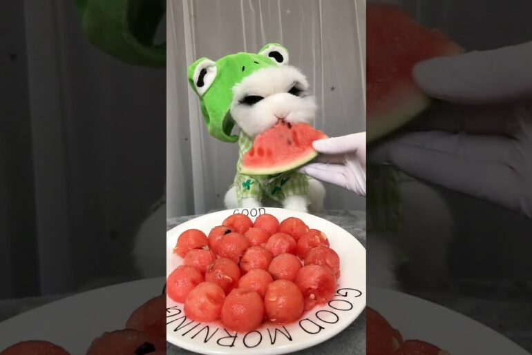 Cute Baby Animals -  Cute Rabbit ASMR Eating Watermelon #1