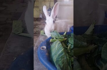 my cute rabbit eating # you tube shorts# shorts#