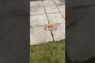 #shorts cute bunny takes food and doesn’t let go
