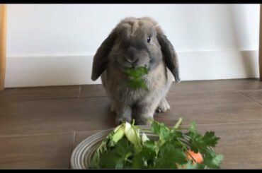 7 Reasons Why Rabbits Make Great Pets