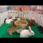 cute rabbit baby | Rabbit Farming
