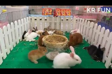 cute rabbit baby | Rabbit Farming