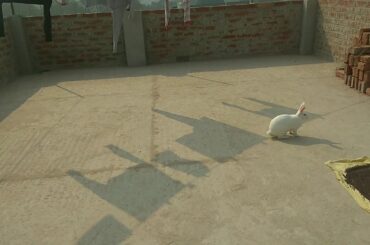 Hunny run / A very cute rabbit running (slow motion) /#bunny #rabbit #cuterabbit