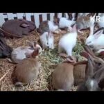 cute rabbit farming Baby Rabbit