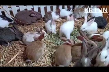 cute rabbit farming Baby Rabbit