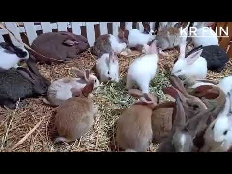 cute rabbit farming Baby Rabbit cute rabbit farming Baby Rabbit