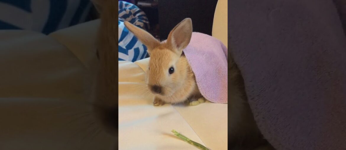 Cute bunny is soothed by adorable music Cute bunny is soothed by adorable music