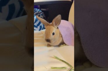 Cute bunny is soothed by adorable music