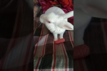 Rabbit is eating|Cute rabbit