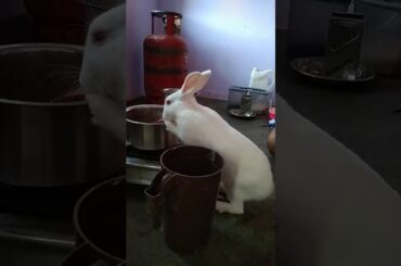 Rabbit is eating|Cute rabbit