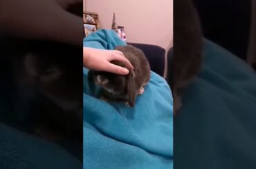 Cute bunny hops over to say hello!