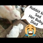 My Bunny Died Unexpectedly | 15 Days Old Bunny Dead  | Baby Rabbit Death | By Animal's Cottage