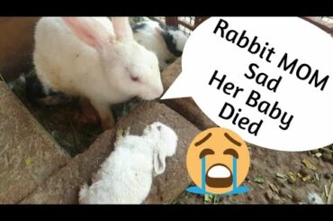 My Bunny Died Unexpectedly | 15 Days Old Bunny Dead  | Baby Rabbit Death | By Animal's Cottage