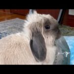 cute rabbit: gimme more hay #shorts