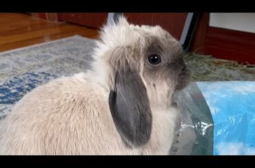 cute rabbit: gimme more hay #shorts