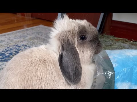 cute rabbit: gimme more hay #shorts