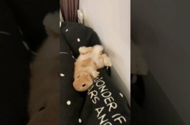 Cute Bunny Loves The Couch And Flops!