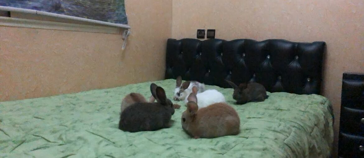 Cute Baby Bunny – Rabbits Cutest Compilation 2021- funniest Animals Cute Baby Bunny - Rabbits Cutest Compilation 2021- funniest Animals