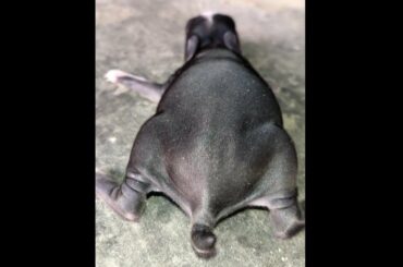 Cute Baby Rabbit | #Shorts Video | Assam Krishi TV