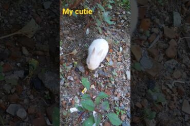 baby rabbit|funny rabbit|cute baby|nach meri rani|