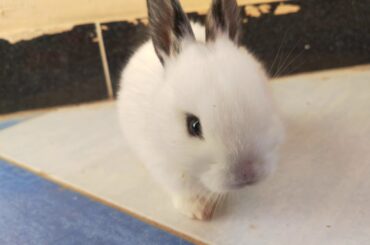 The Cutest Baby Bunny Rabbit 2021