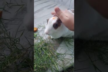 My cute rabbit | Pet Rabbit