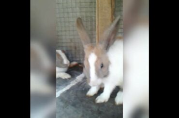cute baby bunny washing face #shorts