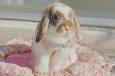 Dinner Time Of Cute Rabbits | Jumping Rabbit