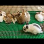 cute rabbit | rabbit farming