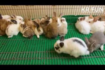 cute rabbit | rabbit farming