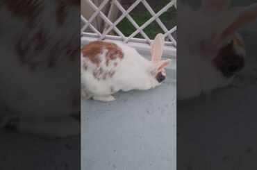 My pet Rabbit | Cute Rabbit | Indian Rabbit