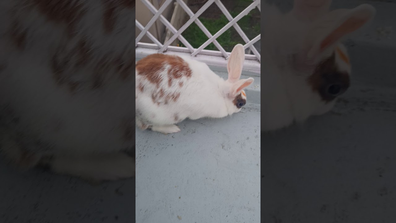 My pet Rabbit | Cute Rabbit | Indian Rabbit