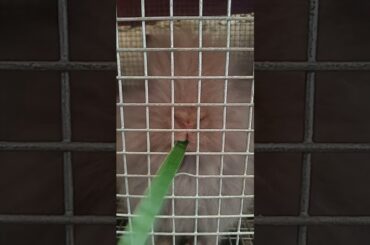 CUTE Rabbit eating grass | Mukbang | Banana leaves for Rabbit