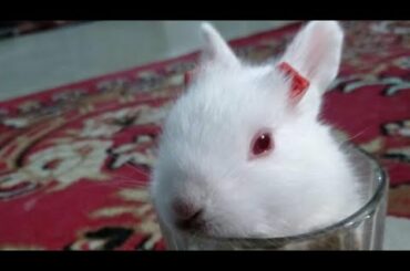 my  baby  rabbit  cute