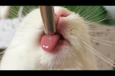 Cute Bunny Drinking Water From Water Bottle