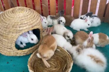 cute rabbit videos farming & Rabbit Farming  by Cambodia