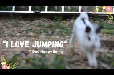 Bunny happily jumping is super cute | Lily Bobtail