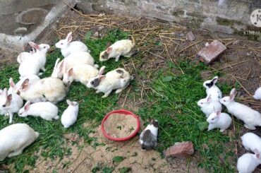 Cute Rabbit #shot video
