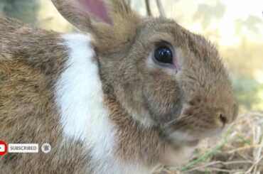 Ms. Janet My lovely rabbit has pregnant, Friendly Rabbit and Cute Rabbit.