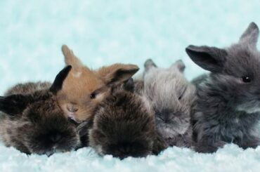 Holland Lop Baby Bunnies | Cute Baby Bunny Rabbits Playing
