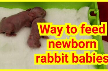 Ep26. Way to feed newborn rabbit baby or any newborn in emergency - Treatment DAY 1