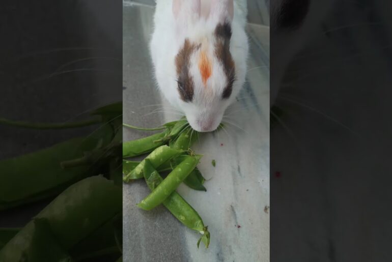My Rabbit is Eating Peas | Pet Rabbit | Cute Rabbit