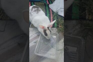 My Rabbit is Drinking Water | Cute Rabbit | Pet Rabbit