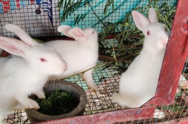 Funny & cute baby rabbit videos