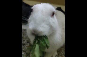 Cute Bunny Eating Greens -ASMR