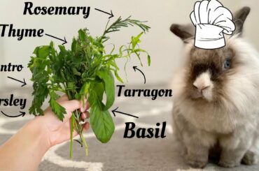 Cute Rabbit Taste Tests Fresh Herbs