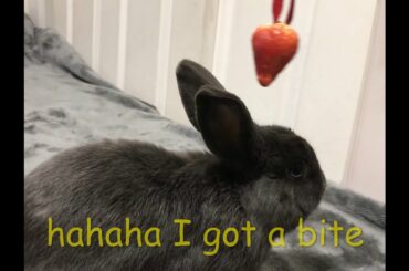 omg cute bunny eating strawberry funny video